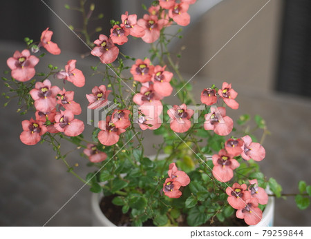 Diacia Dara 79259844