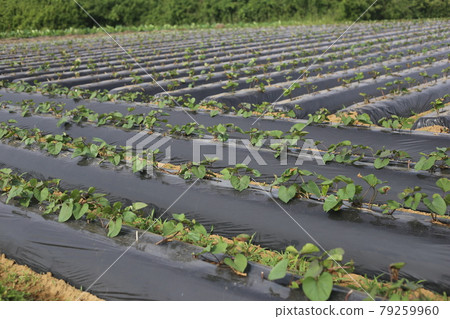 Sweet potato field with seedlings Sweet potato field with seedlings 79259960
