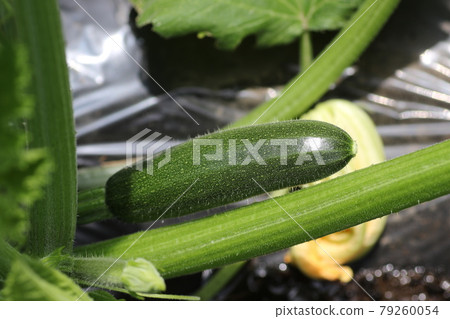 Zucchini with small fruits 79260054