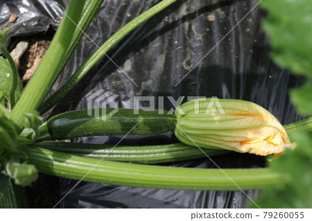 Zucchini with small fruits 79260055