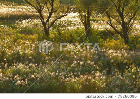 A community of Ogi in the Watarase Retarding Ground in autumn shining in the setting sun 79260090