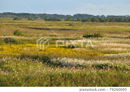 A community of Solidago altissima and Ogi in the Watarase Retarding Ground in autumn 79260095
