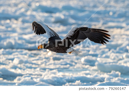 知床冬天 79260147