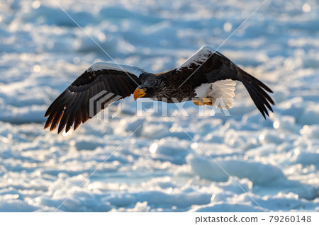 知床冬天 79260148