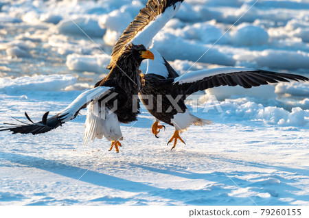 Shiretoko winter Shiretoko winter 79260155