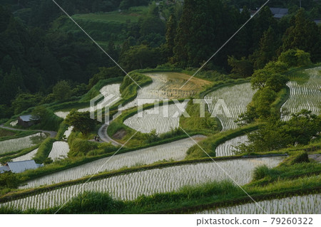 Yoshinobu Rice Terraces Selected as one of the 100 Best Rice Terraces Yoshinobu Rice Terraces Selected as one of the 100 Best Rice Terraces 79260322
