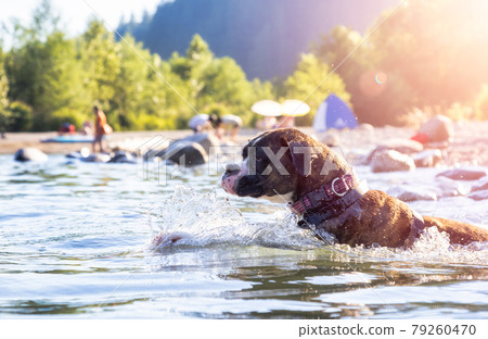 Playful and Funny Boxer Dog swimming in the water 79260470