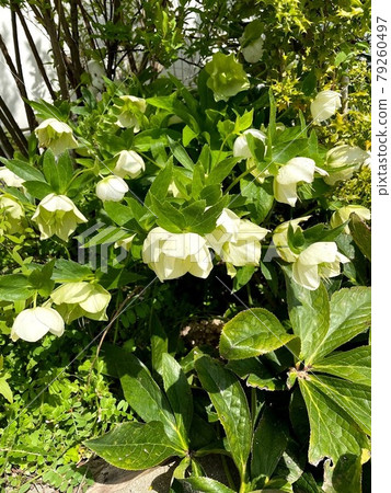 開花在庭院裡的白花 開花在庭院裡的白花 79260497