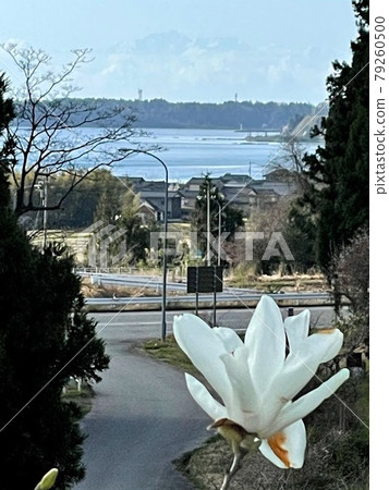 園中玉蘭遠眺遠海 園中玉蘭遠眺遠海 79260500