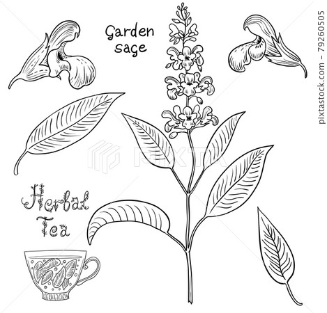 Hand drawn set of sage plants and flowers. 79260505