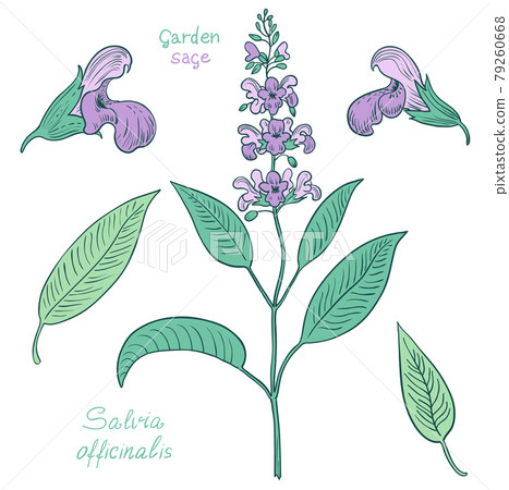 Hand drawn set of sage plants and flowers. 79260668