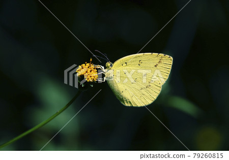 Eurema沙丁魚在暗影1前從小仙丹草的花中吸蜜 Eurema沙丁魚在暗影1前從小仙丹草的花中吸蜜 79260815