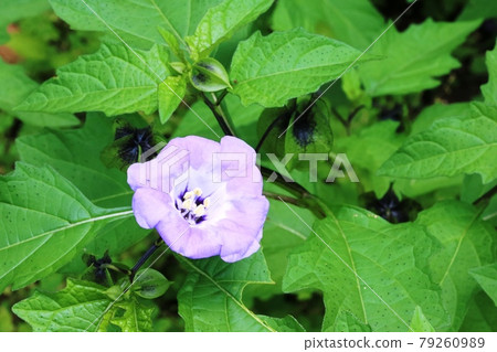Black physalis (black acid syrup) flowers begin to bloom Black physalis (black acid syrup) flowers begin to bloom 79260989