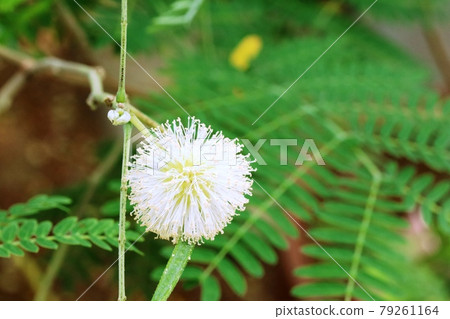 White fluffy flower blooming on the southern island Ipil Ipil 79261164