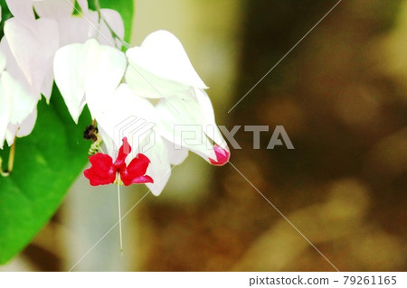 Bleeding-heart vine (Genpei odor tree) in the female period with long pistils 79261165