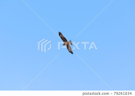 Black kite flying freely in the blue sky 79261834
