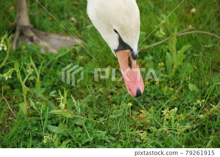 The swan walks. I'm good at swimming and flying The swan walks. I'm good at swimming and flying 79261915