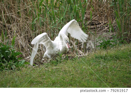 The swan walks. I'm good at swimming and flying The swan walks. I'm good at swimming and flying 79261917