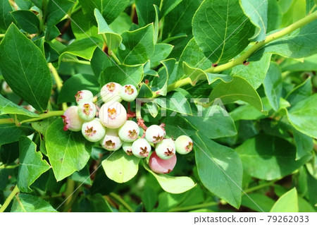 已經開始變色的藍莓果實 已經開始變色的藍莓果實 79262033