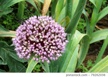 非常大的丁香韭菜剃光蔥 非常大的丁香韭菜剃光蔥 79262036