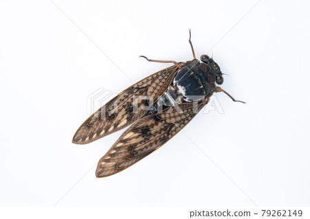棕色蟬的白色背景照片 79262149