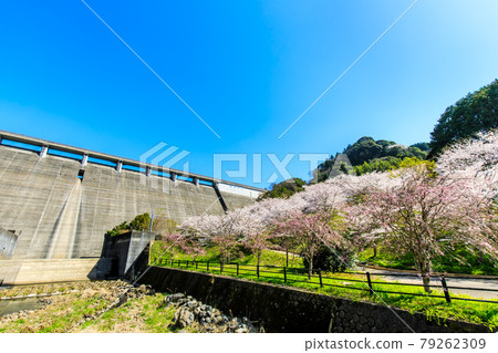 Sakura at Yokotake Dam [Ureshino City, Saga Prefecture] 79262309