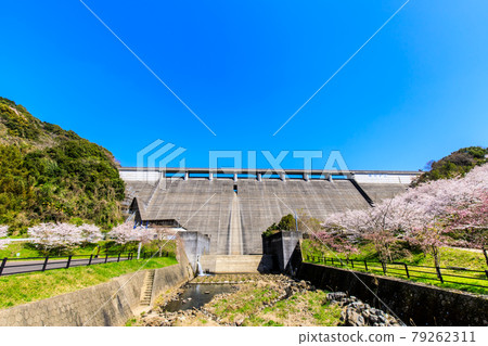 Sakura at Yokotake Dam [Ureshino City, Saga Prefecture] 79262311