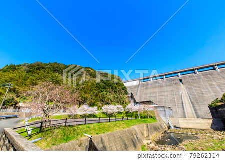 橫竹水壩的櫻花[佐賀縣嬉野市] 79262314