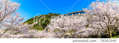 Yokotake Dam Cherry Blossom Panorama [Ureshino City, Saga Prefecture] 79262340