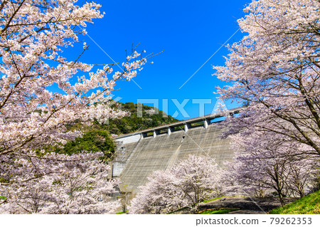 Sakura at Yokotake Dam [Ureshino City, Saga Prefecture] 79262353