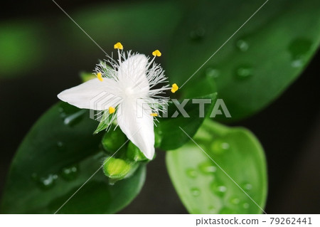 小白葉蜘蛛草常盤活草(常盤露草) 小白葉蜘蛛草常盤活草(常盤露草) 79262441