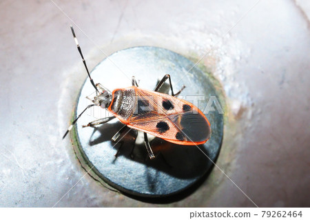 Bullfish bug 79262464