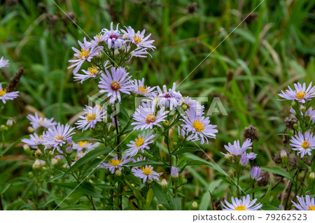 New York aster in the autumn field 79262523