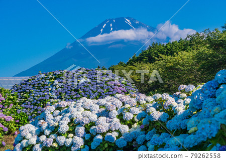 (Shizuoka Prefecture) Hydrangea and Mt. Fuji during the rainy season 79262558