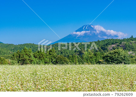 (Shizuoka Prefecture) During the rainy season, buckwheat fields and Mt. Fuji (Shizuoka Prefecture) During the rainy season, buckwheat fields and Mt. Fuji 79262609