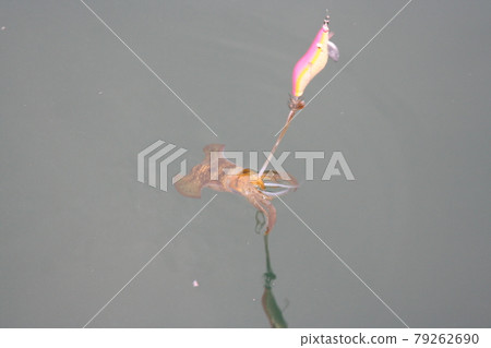 Aori squid caught on the surface of the water with an egg Aori squid caught on the surface of the water with an egg 79262690
