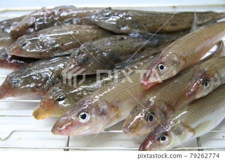 拋釣捕獲的閃亮新鮮的白尾松鼠和黑眼鱒魚排成一排等待烹飪。 拋釣捕獲的閃亮新鮮的白尾松鼠和黑眼鱒魚排成一排等待烹飪。 79262774