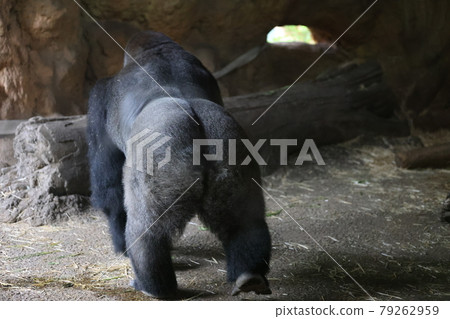 Gorilla Gorilla 79262959