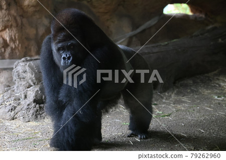 Gorilla Gorilla 79262960