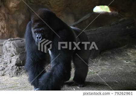 Gorilla Gorilla 79262961
