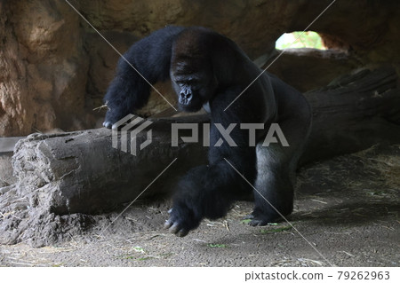 大猩猩 79262963