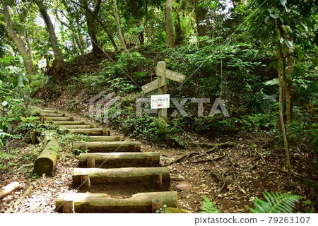 鎌倉市三座池池森林公園（鎌倉湖）全景小徑枝和清新綠 79263107