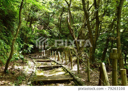 鎌倉市三座池池森林公園（鎌倉湖）悠閒小徑清新綠 79263108