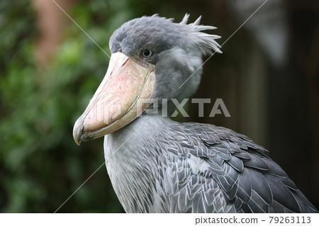 鯨頭鸛 79263113