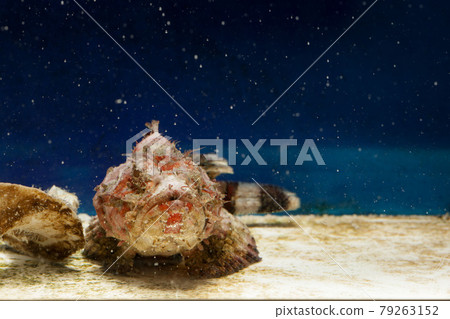 蝎子魚 蝎子魚 79263152