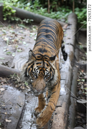 一隻老虎 79263172