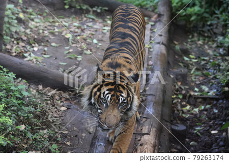 一隻老虎 79263174