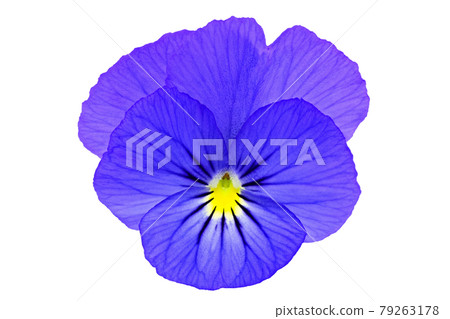 [Viola] (depth synthesis) 79263178