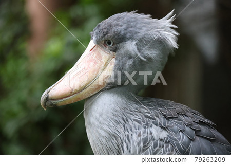 鯨頭鸛 79263209