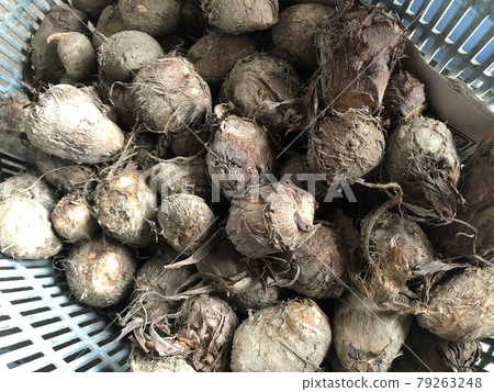 Harvested taro Harvested taro 79263248
